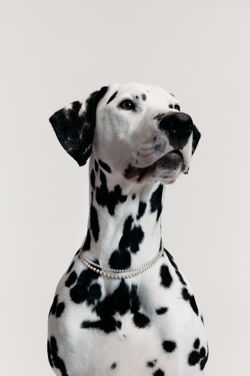 14K White Gold / White Lab Diamond / 10TCW